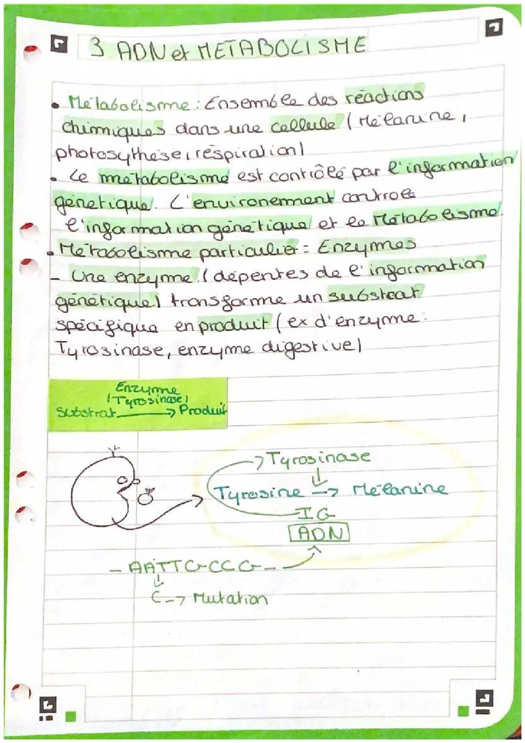 L’ADN et métabolisme