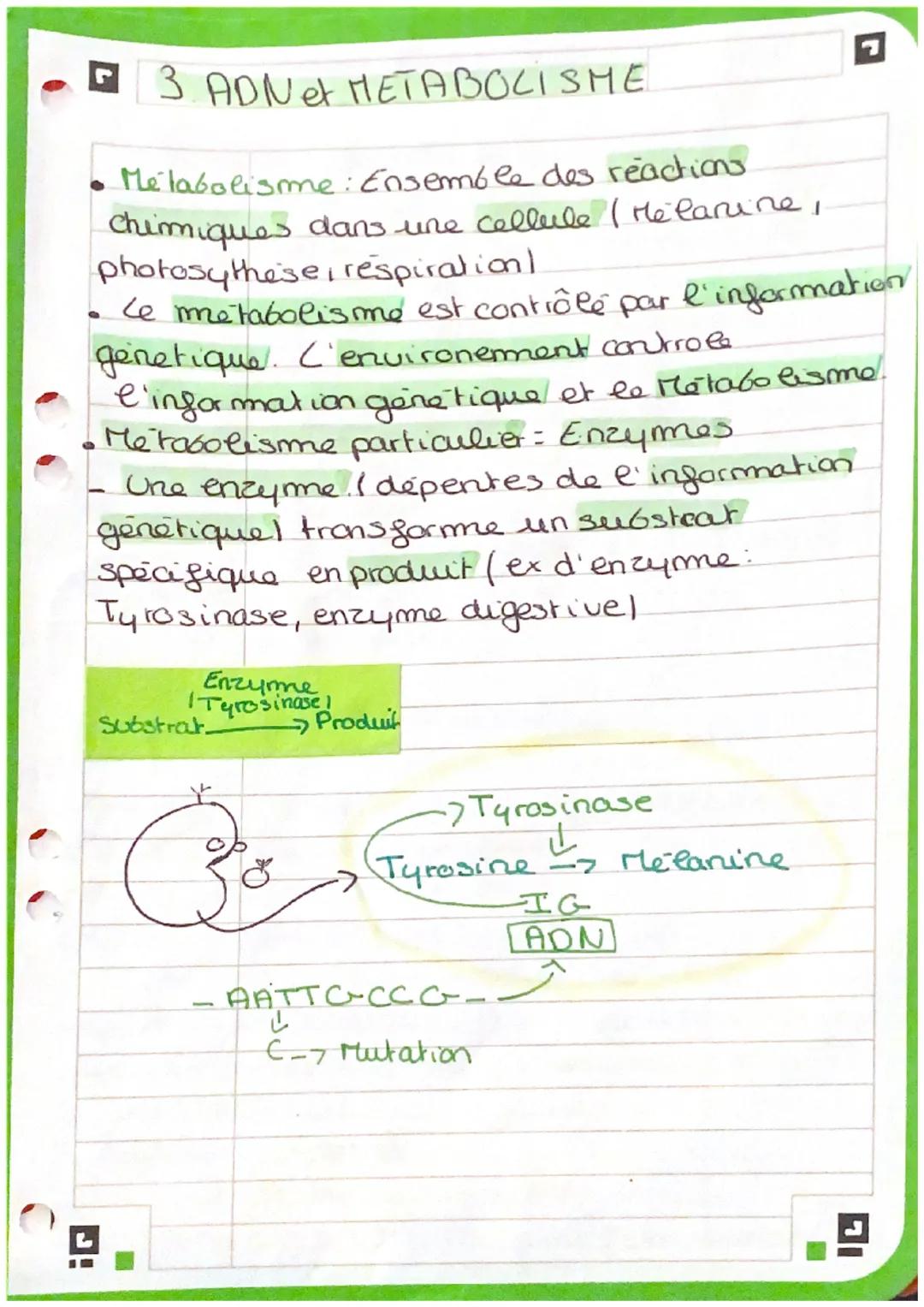 F 3 ADN et METABOLISME
Metabolisme: Ensemble des reactions
chimiques dans une cellule ( Melanine,
photosythese, respiration/
• Le metabolism