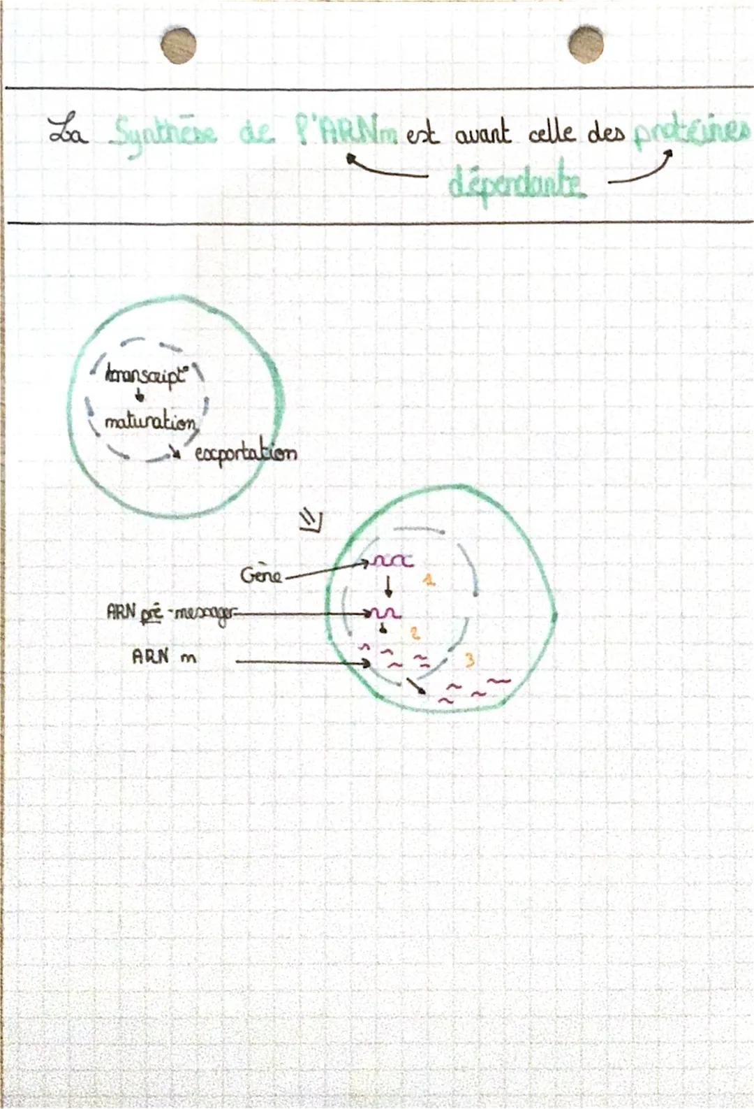 L ARNm
HAN ESNEKT
втор
1- La transcription
o initiation
elongation
• terminaison
0
Quoi ? L'arnm/ intermédiaire genes /proteines
Comment? tr