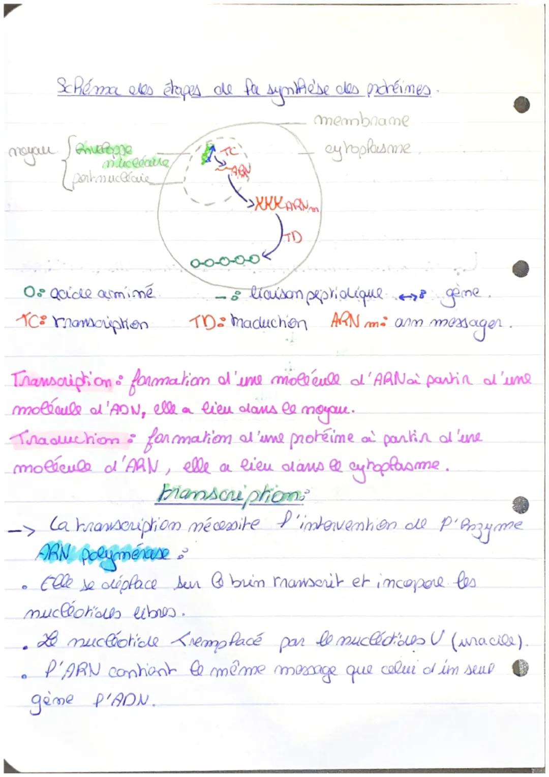 Chapitre 60° L'Expression ele patrimoine génétique.
Proteine : macromoléculls constituées d'une ou plusieurs
chaînes d'acides aminés (polysp