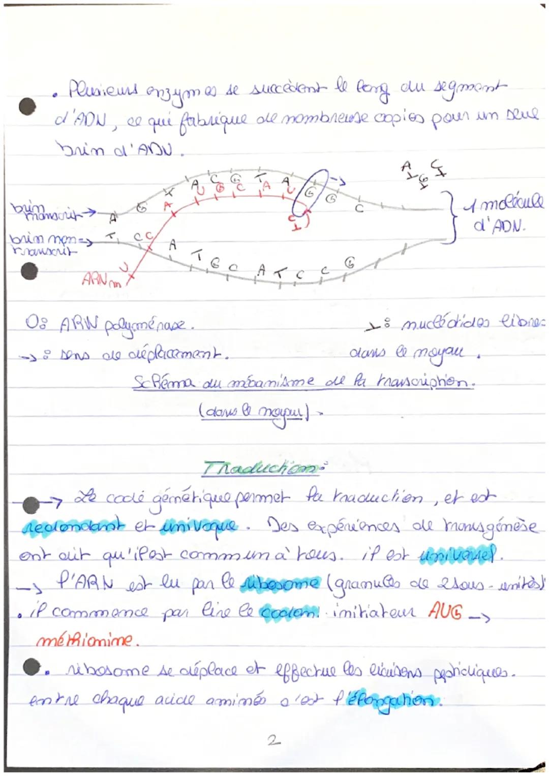 Chapitre 60° L'Expression ele patrimoine génétique.
Proteine : macromoléculls constituées d'une ou plusieurs
chaînes d'acides aminés (polysp