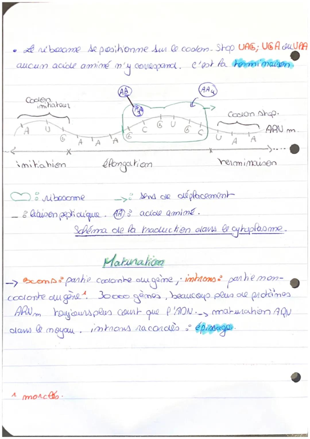 Chapitre 60° L'Expression ele patrimoine génétique.
Proteine : macromoléculls constituées d'une ou plusieurs
chaînes d'acides aminés (polysp