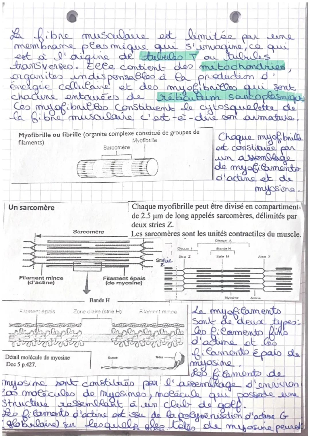 SVT
Chapitre 3: produire le mouvement
I doo nalle les musculaire : uime celle de
späcialiste pour la contraction
Muscle (organe)
Structure e