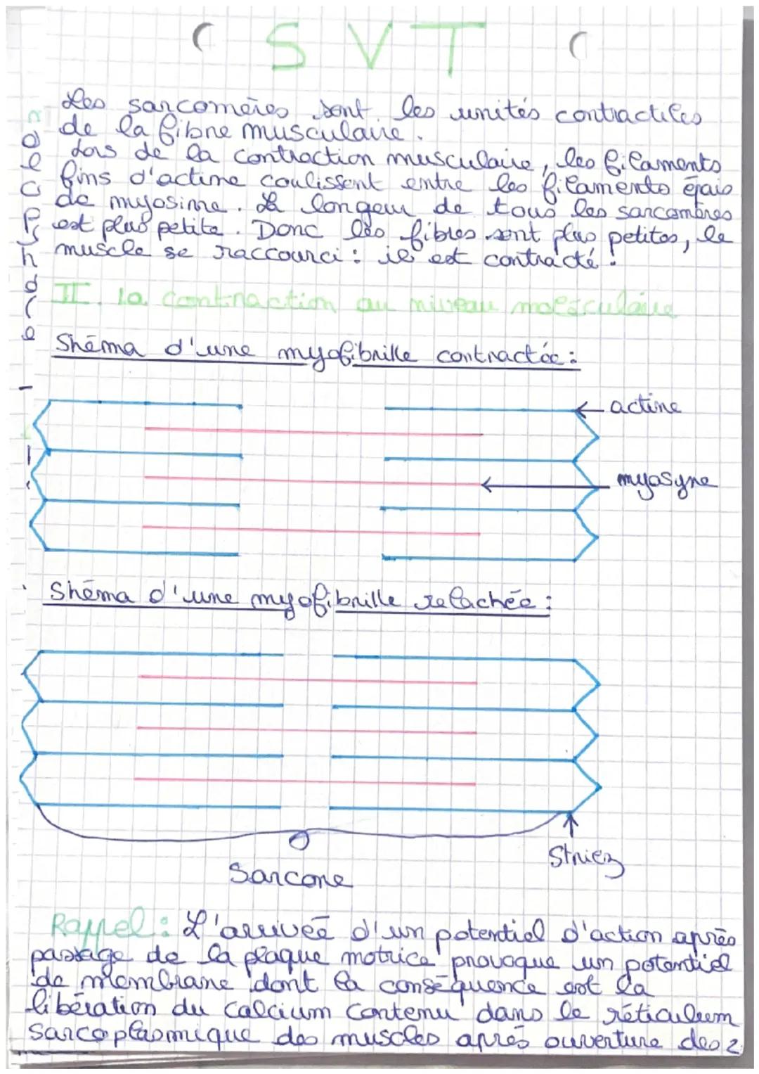 SVT
Chapitre 3: produire le mouvement
I doo nalle les musculaire : uime celle de
späcialiste pour la contraction
Muscle (organe)
Structure e