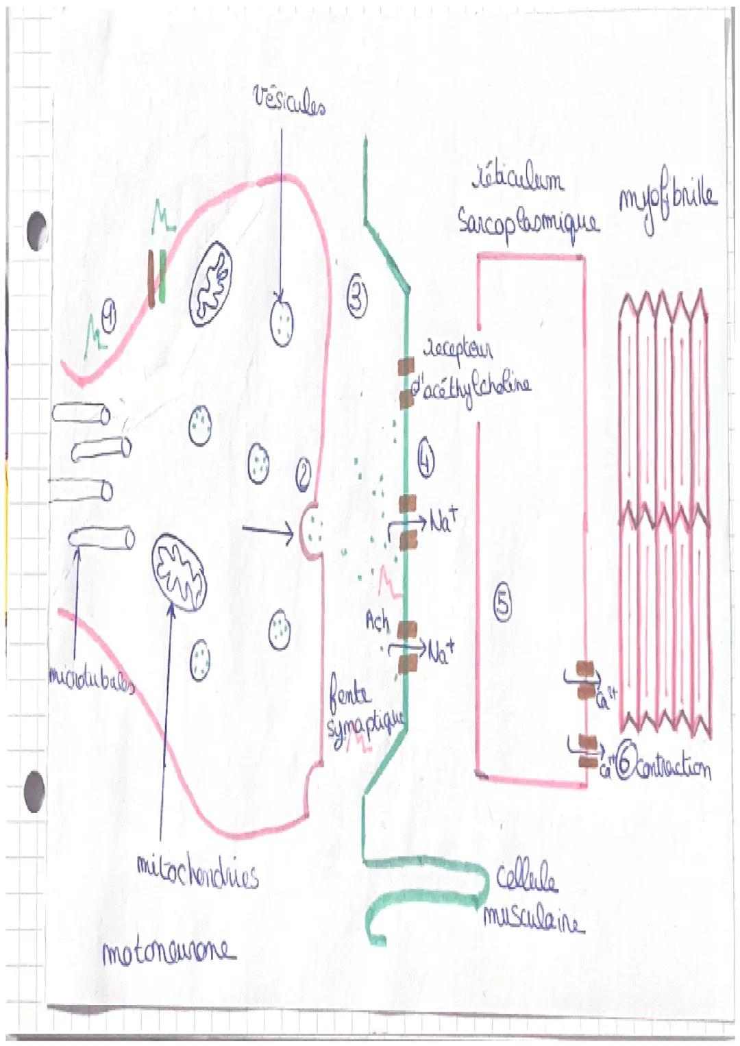 SVT
Chapitre 3: produire le mouvement
I doo nalle les musculaire : uime celle de
späcialiste pour la contraction
Muscle (organe)
Structure e