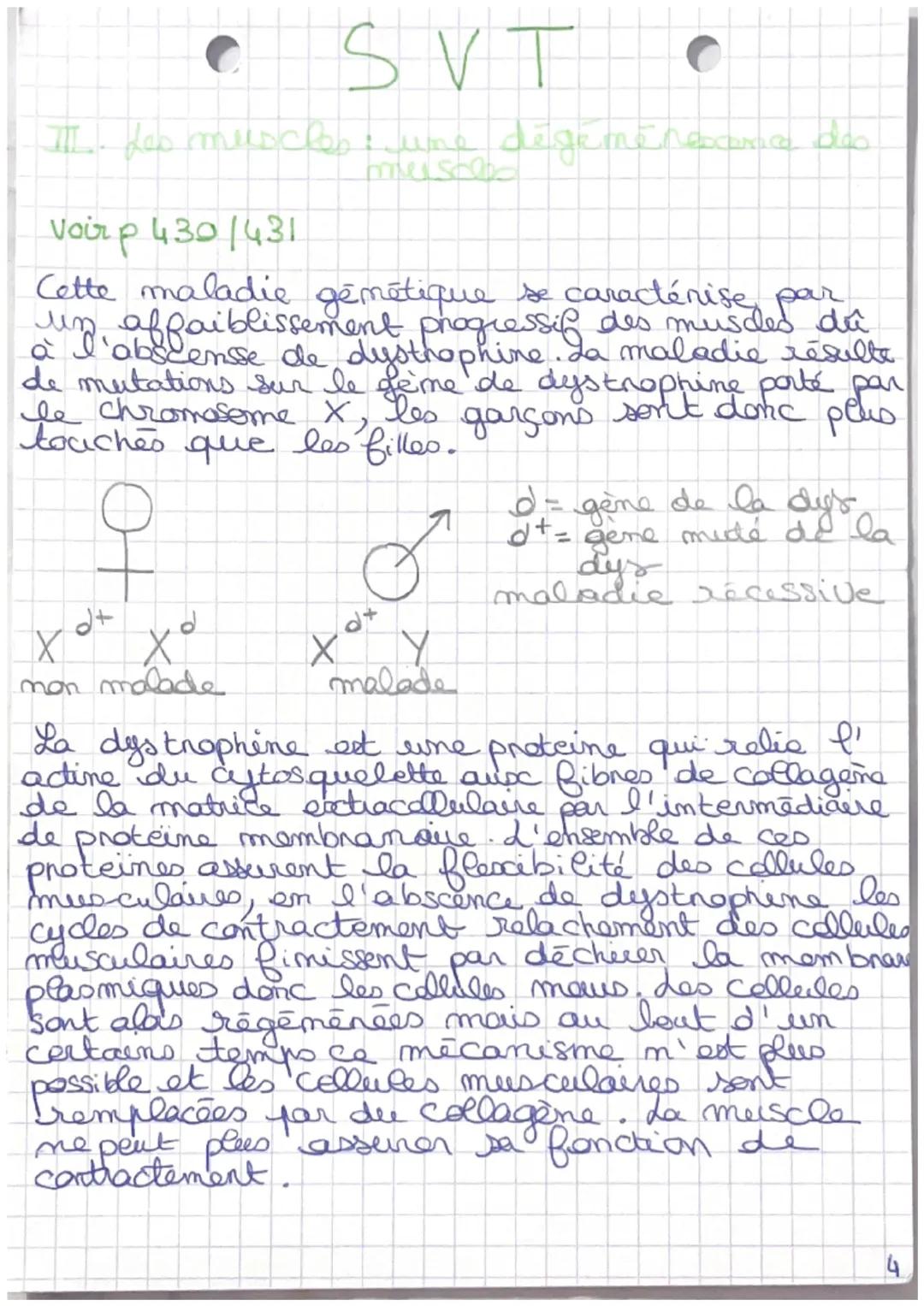 SVT
Chapitre 3: produire le mouvement
I doo nalle les musculaire : uime celle de
späcialiste pour la contraction
Muscle (organe)
Structure e