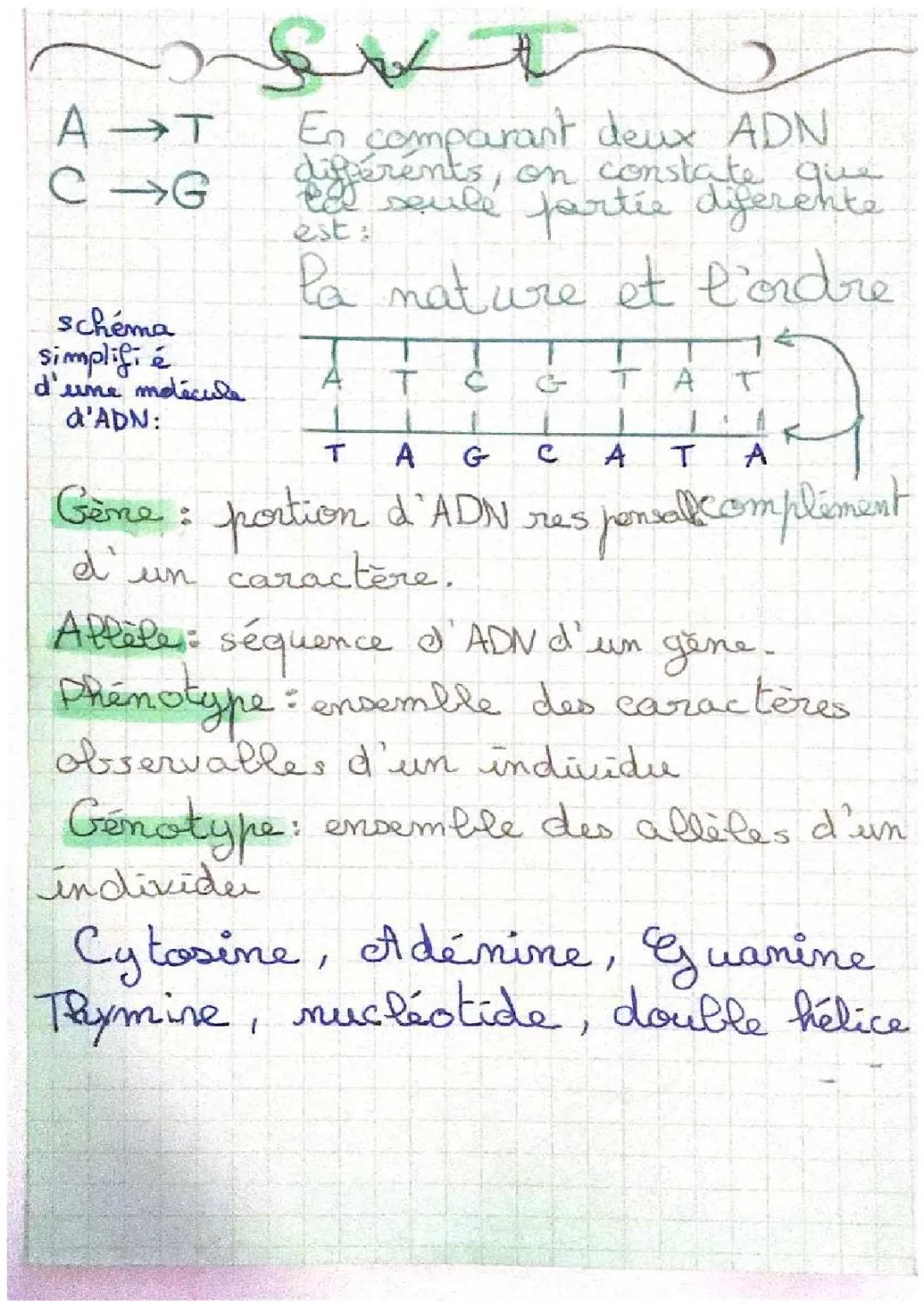 nucleotides, molecule d’ADN et gêne