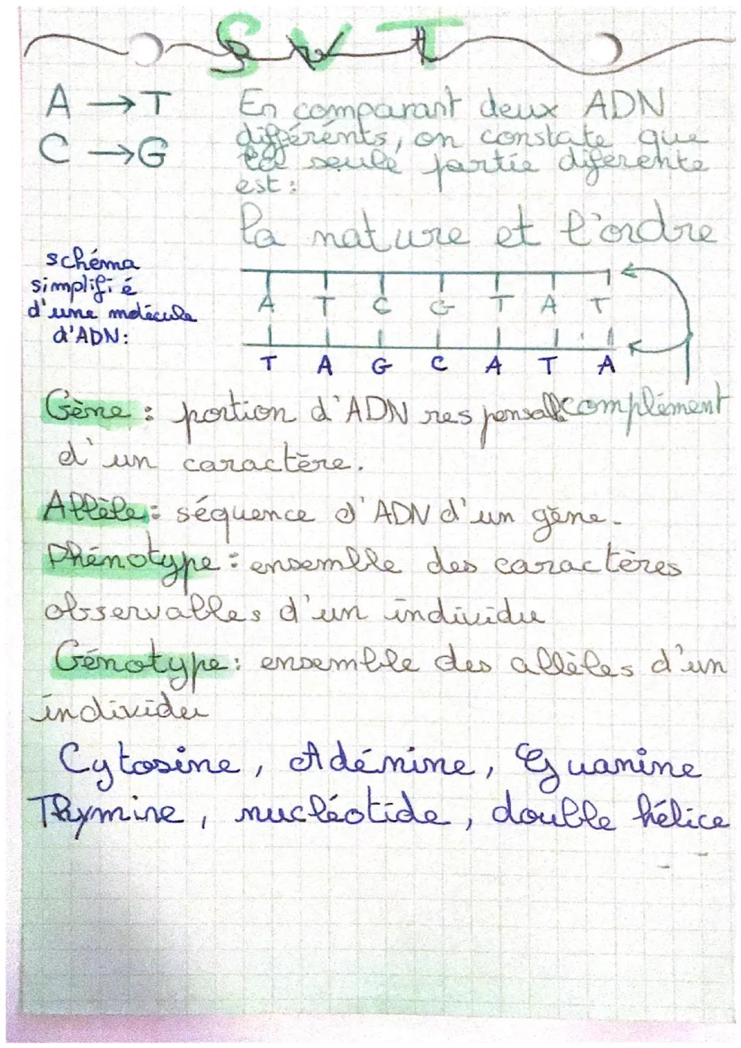 A T
C-G
schéma
simplifié
d'une molécule
d'ADN:
سه
t
En comparant deux ADN
différents, on constate que
la seule partie diferente
est:
la natu