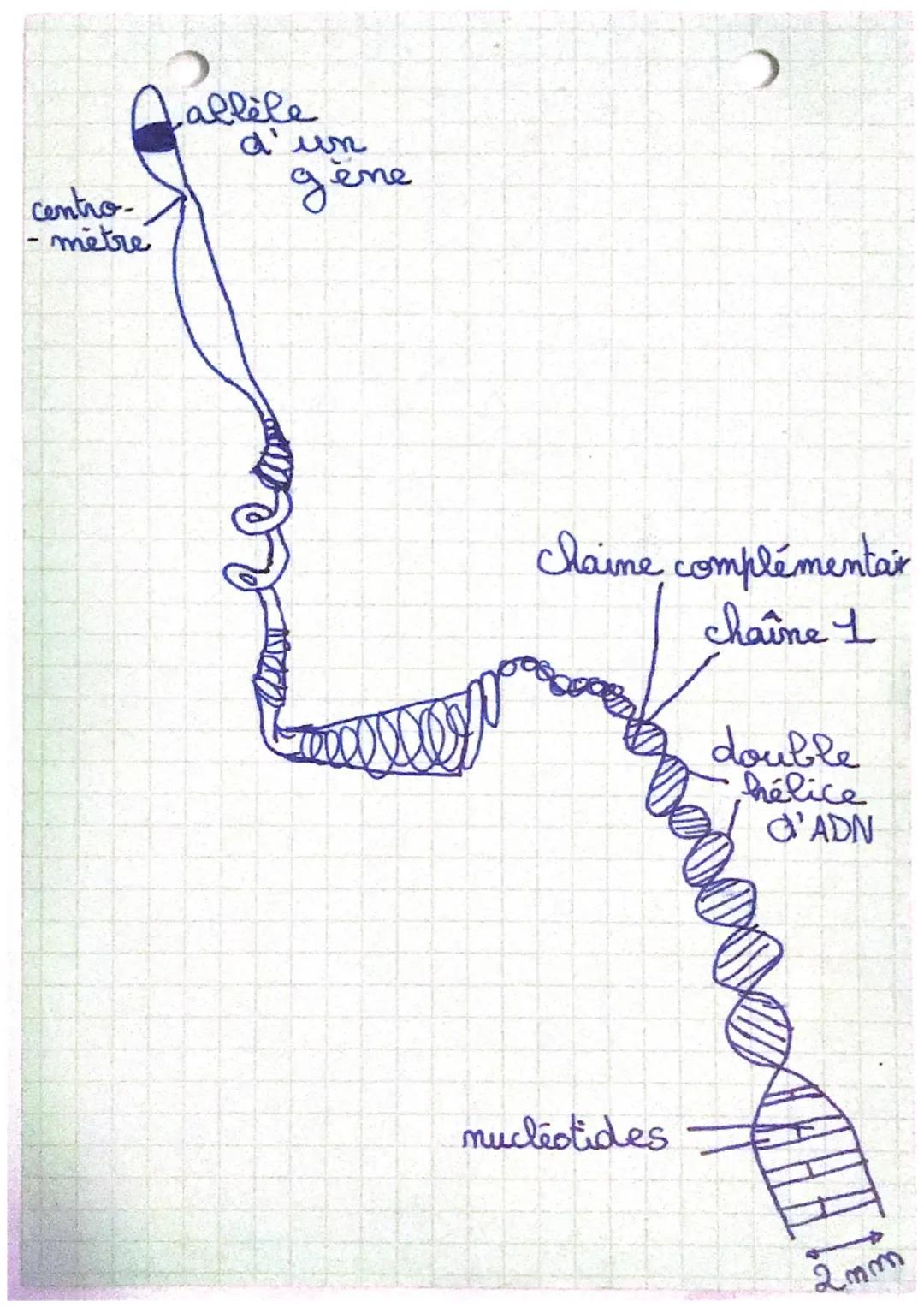 A T
C-G
schéma
simplifié
d'une molécule
d'ADN:
سه
t
En comparant deux ADN
différents, on constate que
la seule partie diferente
est:
la natu