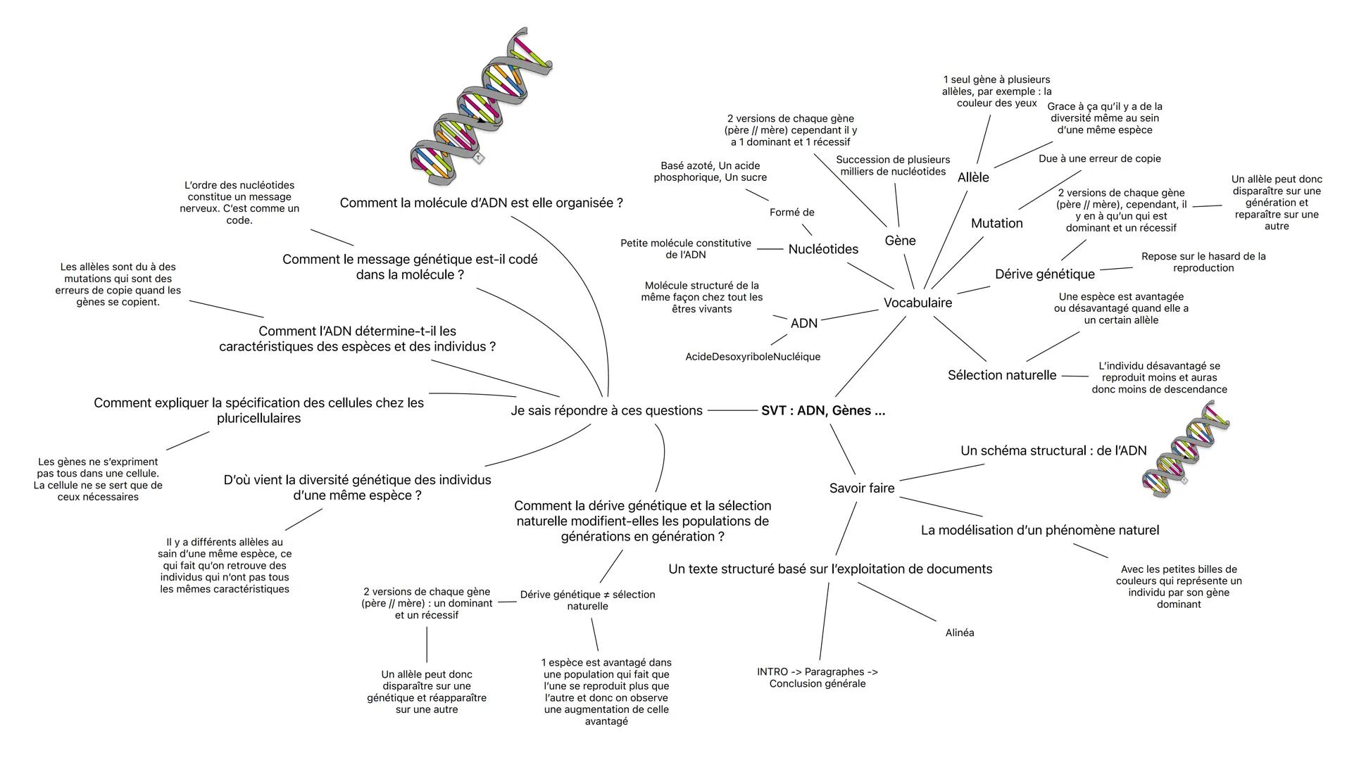 L'ordre des nucléotides
constitue un message
nerveux. C'est comme un
code.
Les allèles sont du à des
mutations qui sont des
erreurs de copie