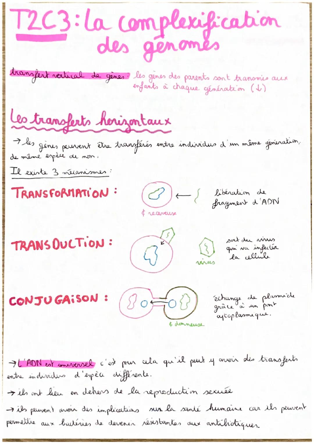 # T2C3: La complexification
des genomés
transfert
vertical de gènes les genes des parents sont transmis aux
enfants à chaque génération (↓)