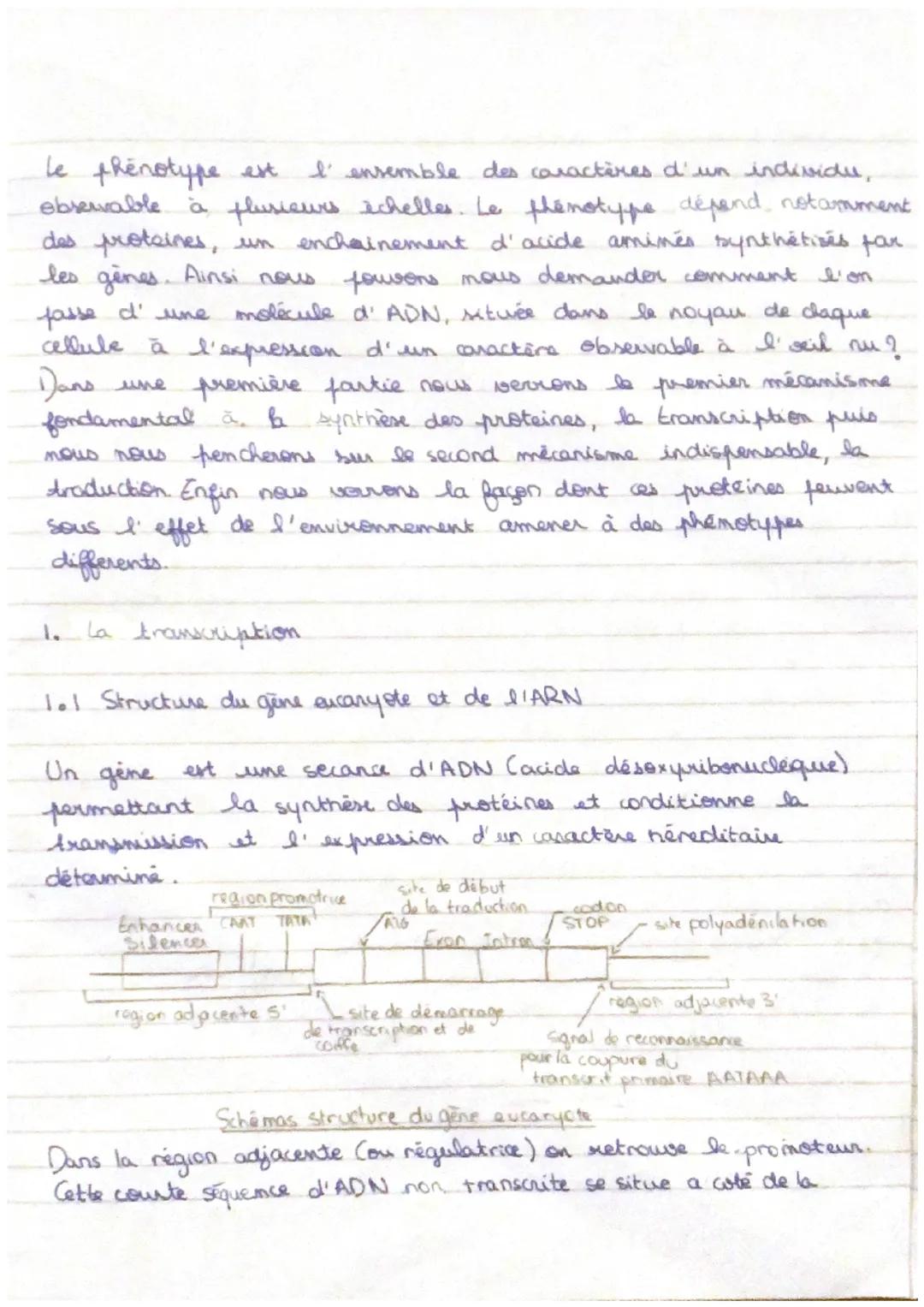 I'' ensemble des caractères d'un individu,
le phénotype est
observable à plusieurs schelles. Le phénotype dépand, notamment
des proteines, u
