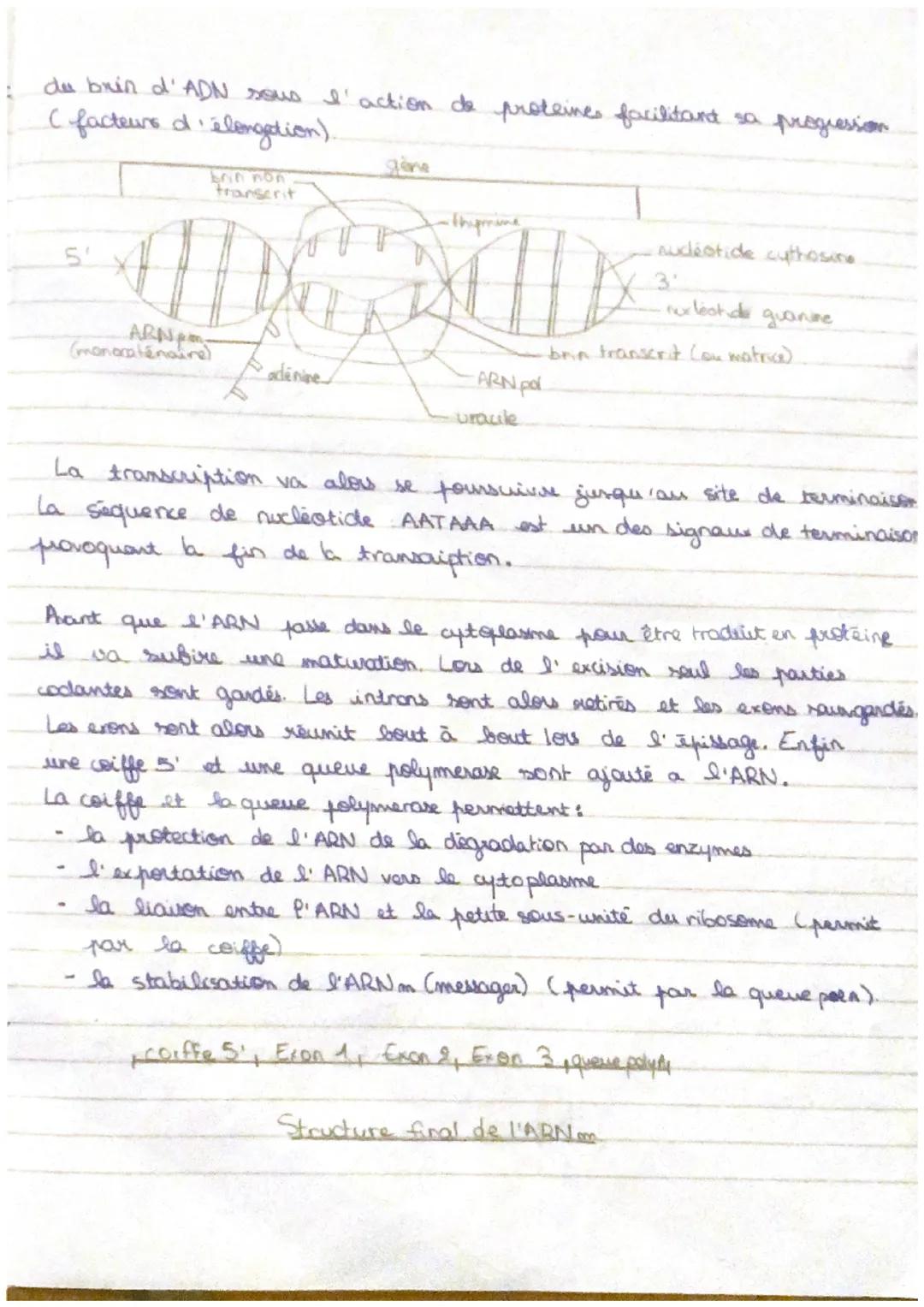 I'' ensemble des caractères d'un individu,
le phénotype est
observable à plusieurs schelles. Le phénotype dépand, notamment
des proteines, u