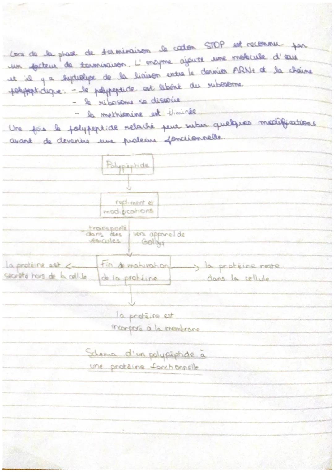 I'' ensemble des caractères d'un individu,
le phénotype est
observable à plusieurs schelles. Le phénotype dépand, notamment
des proteines, u