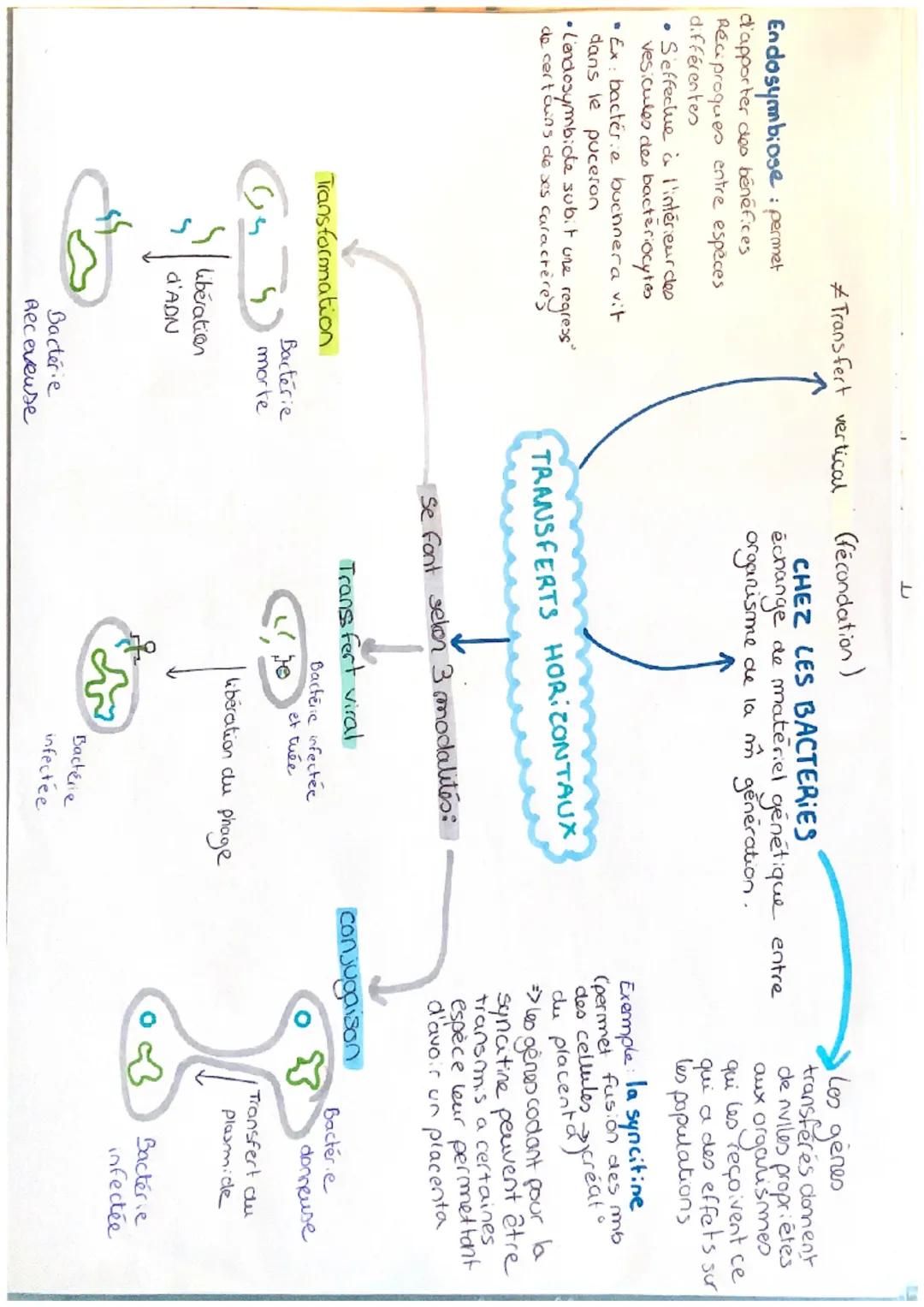 mind map : les transferts horizontaux des bactéries