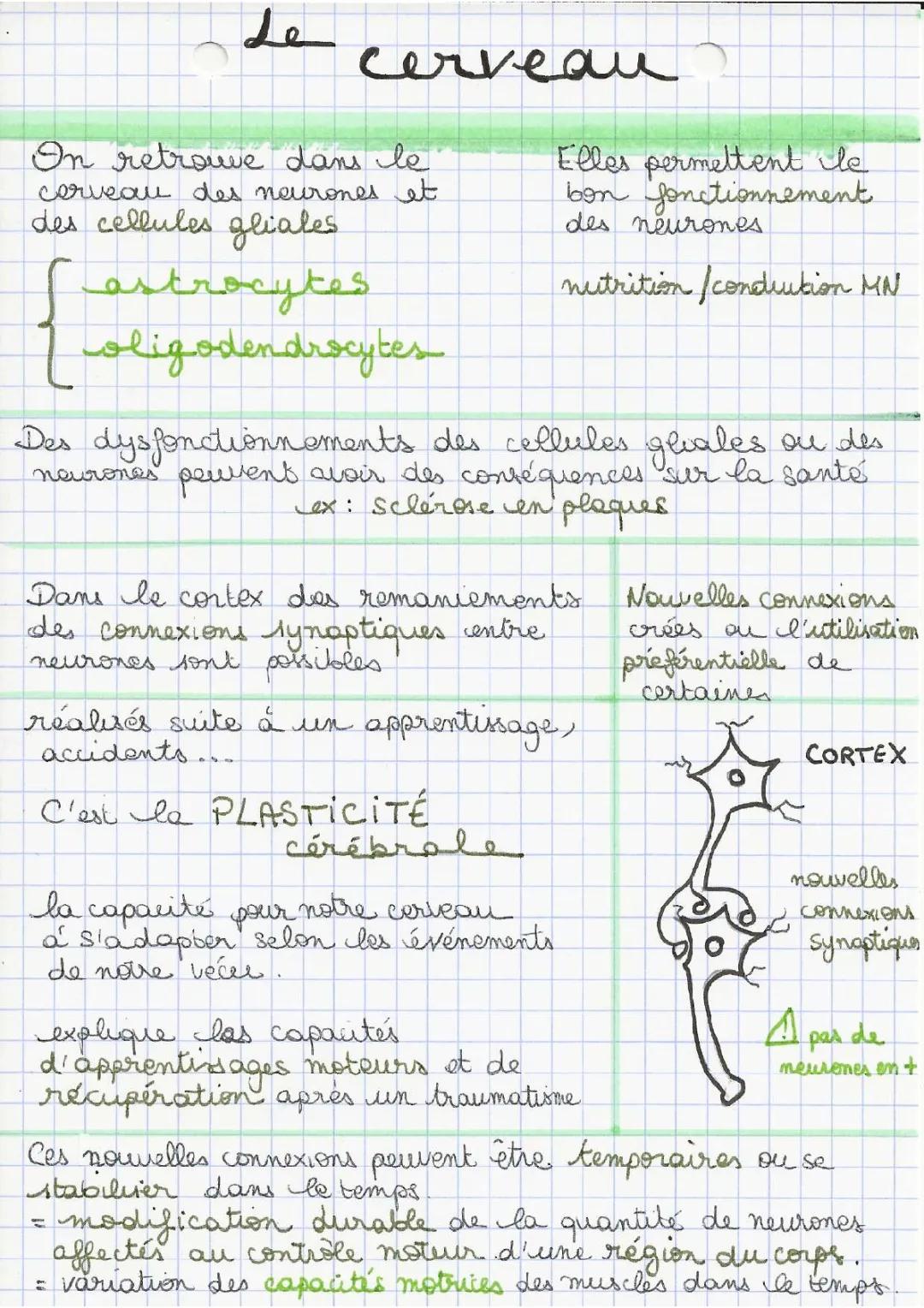Le cerveau, cellules gliales et plasticité cérébrale