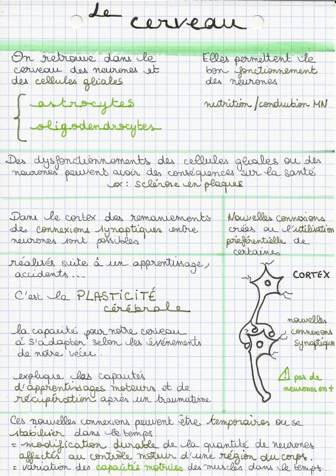 .
Le cere
cerveau
On retrouve dans le
cerveau des neurones et
des cellules gliales.
Castrocytes
oligodendrocytes
Elles permettent le
bon fon