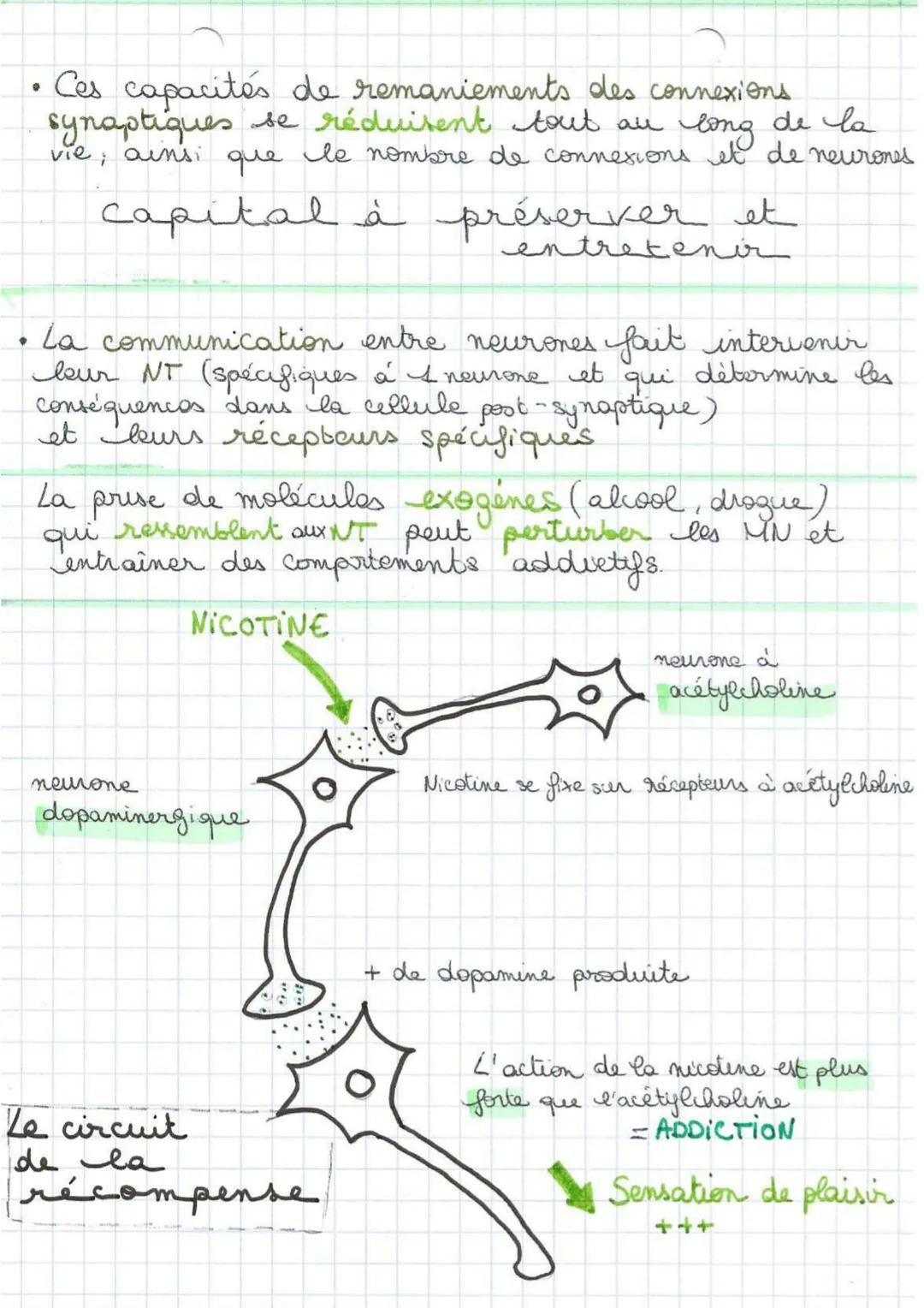 .
Le cere
cerveau
On retrouve dans le
cerveau des neurones et
des cellules gliales.
Castrocytes
oligodendrocytes
Elles permettent le
bon fon