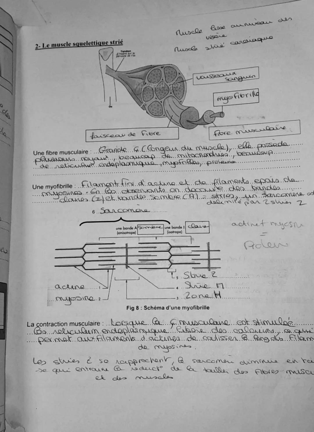 3- La jonction neuro musculaire =
Voir p10
=..Synapse....new
inline..... synapse. est constille de 3 elements..
..laisque... e shurvent. Ass
