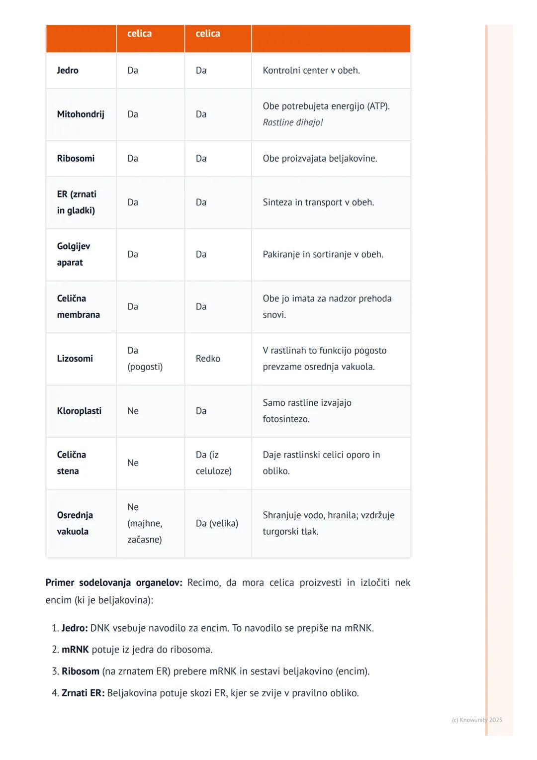 # Celični organeli in njihove funkcije
Uvod v celične organele
Celični organeli so kot majhni "organi" znotraj celice. Vsak ima svojo spec