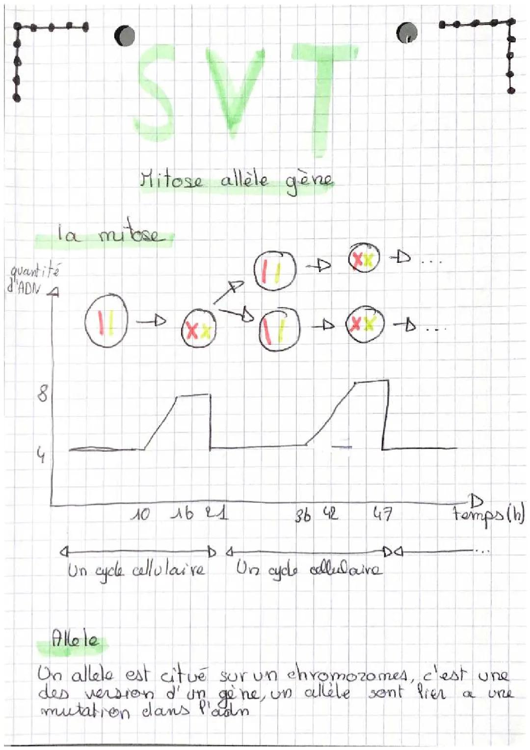 SVT mitose allèles et gènes