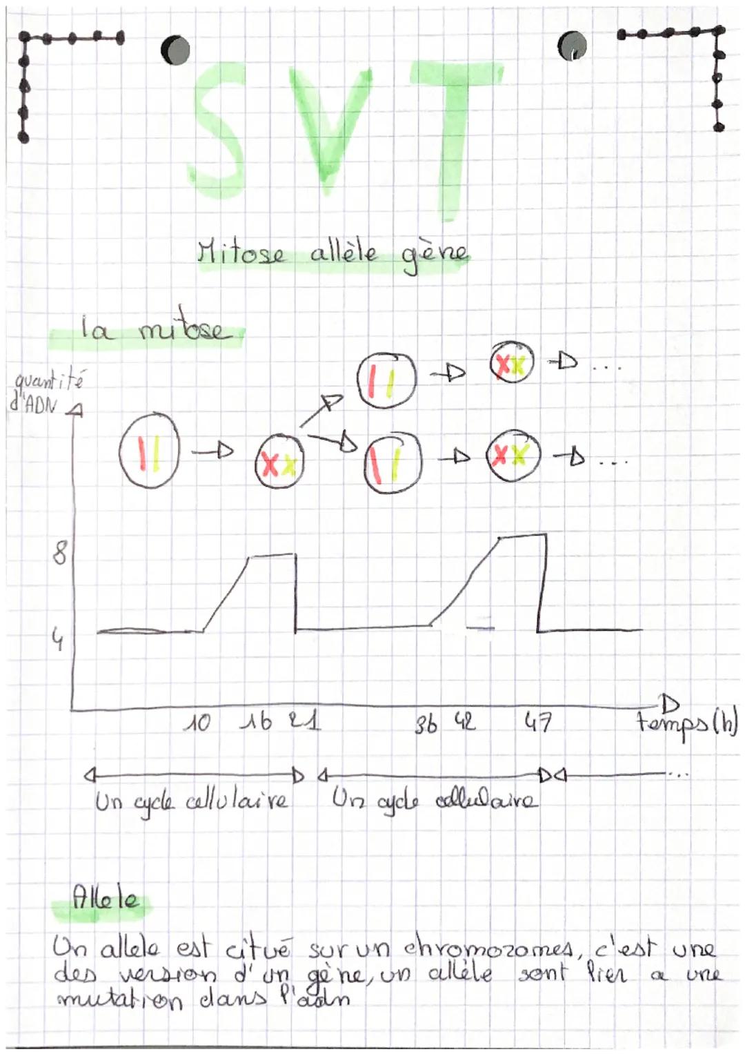 quantité
A
8
4
SVT
Mitose allèle gène
la mitose
(11)
4
AX
10 16 21
4
Un cycle cellulaire
O
O
A
36 42
47
D
D4
Un cycle cellulaire
temps (h)
A