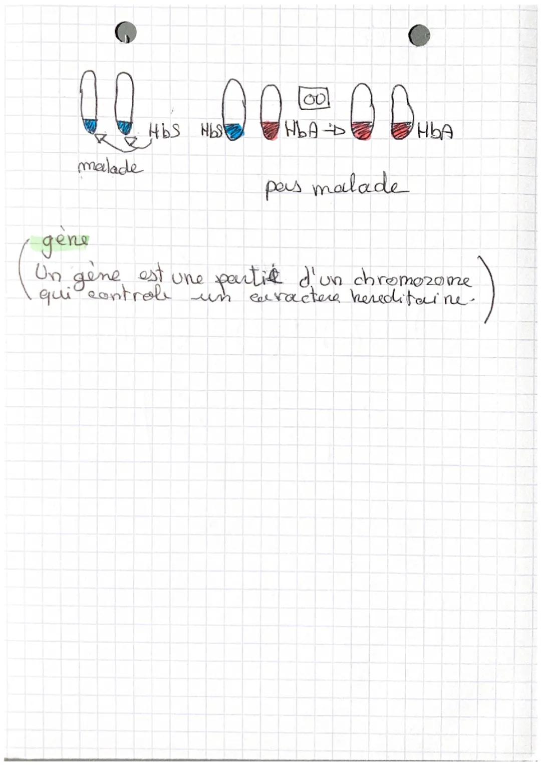 quantité
A
8
4
SVT
Mitose allèle gène
la mitose
(11)
4
AX
10 16 21
4
Un cycle cellulaire
O
O
A
36 42
47
D
D4
Un cycle cellulaire
temps (h)
A
