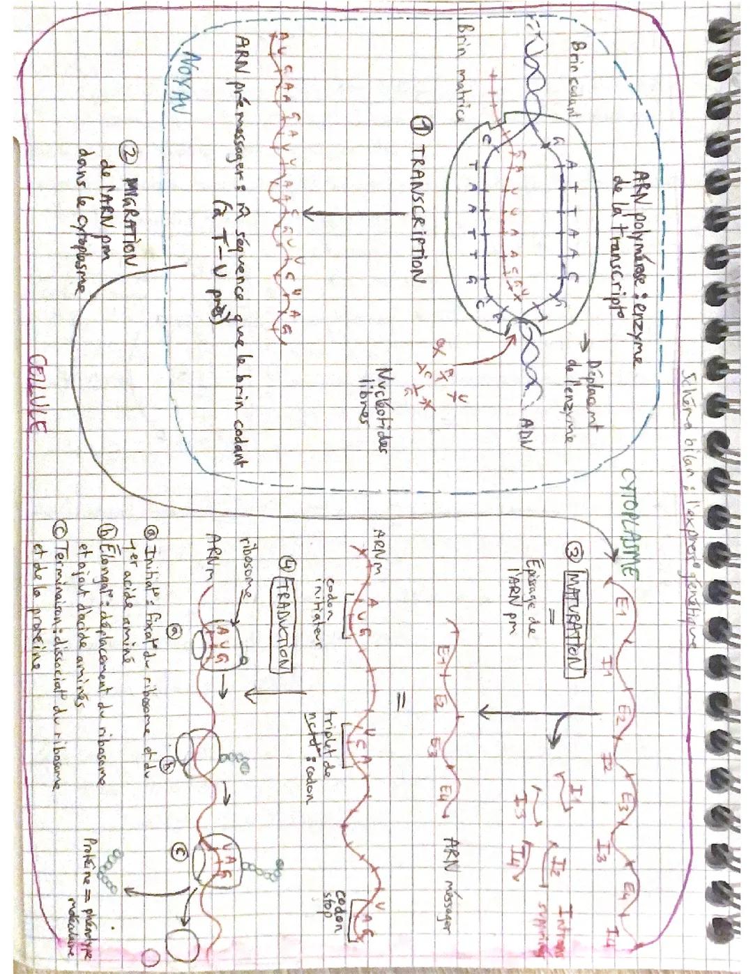 Schéma bilan de l’expression génétique