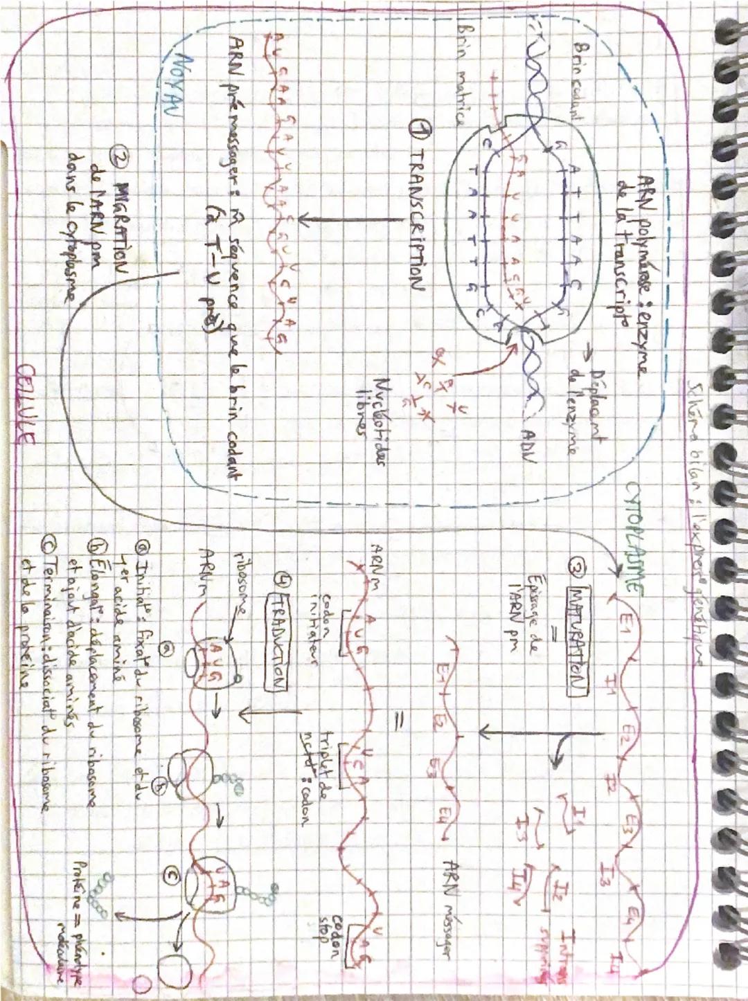 ARN polymérose enzyme
de la transcript
Schena bilan; l'express glenatique
Brincadant
A+
W
с
Brin matrice
A
TA A T + G
TRANSCRIPTION
CYTOPLAS