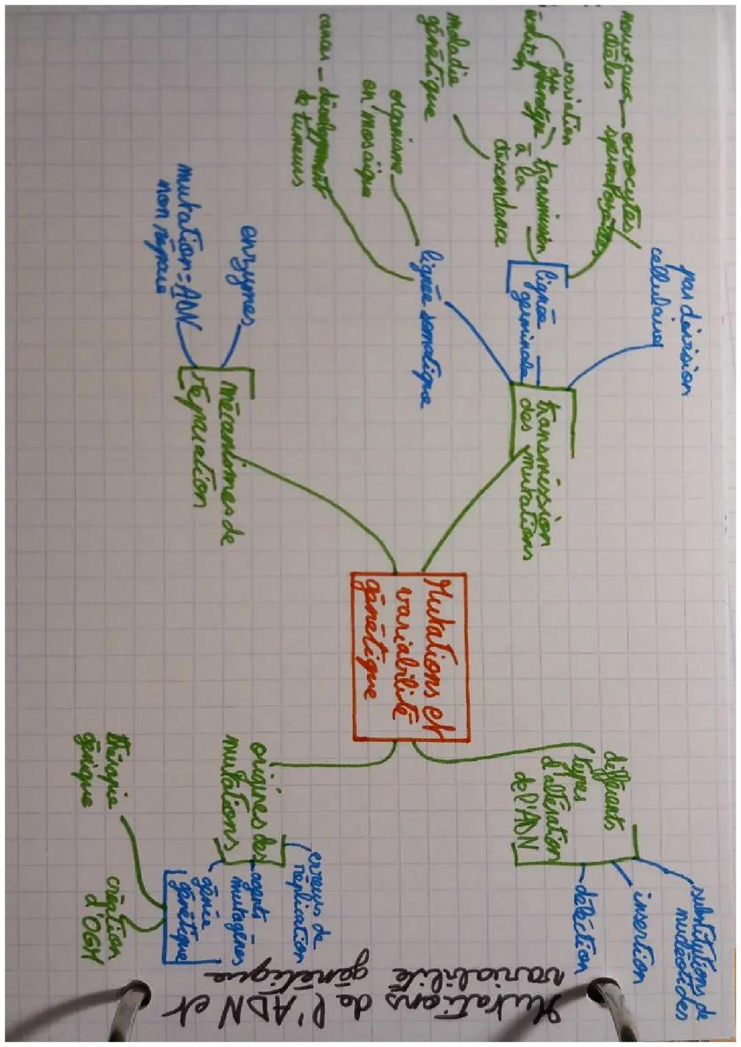 Mutations de l'ADN et variabilité génétique