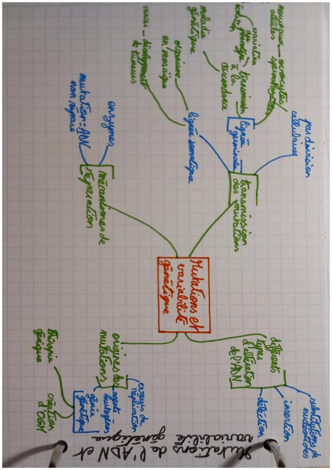 nouveauss ovocytes/
allales spinapasata
variation
jihenotype_ transmission lignes
la
descendance
maladia
génétique
par division
cellulaire
o