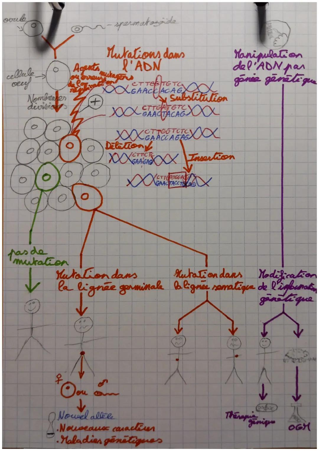 nouveauss ovocytes/
allales spinapasata
variation
jihenotype_ transmission lignes
la
descendance
maladia
génétique
par division
cellulaire
o