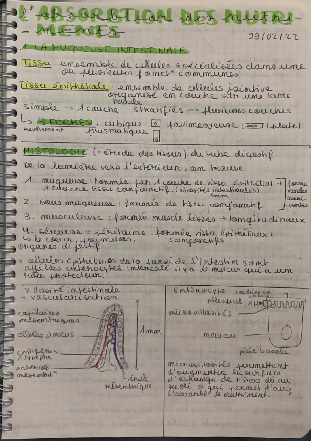 # Les besoins nutritianmees
11/01/22
Ratiom alimentaire: ensemble des aliments et des -
boissons ingeres par um individu fodr. ume jourmee.