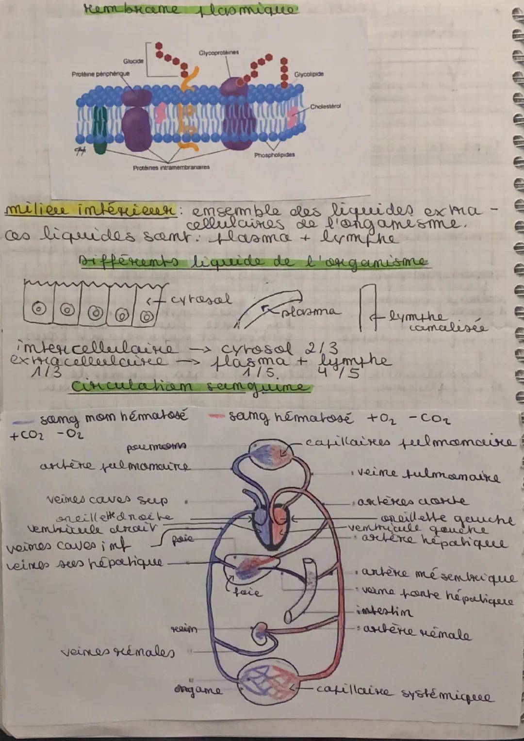 # Les besoins nutritianmees
11/01/22
Ratiom alimentaire: ensemble des aliments et des -
boissons ingeres par um individu fodr. ume jourmee.