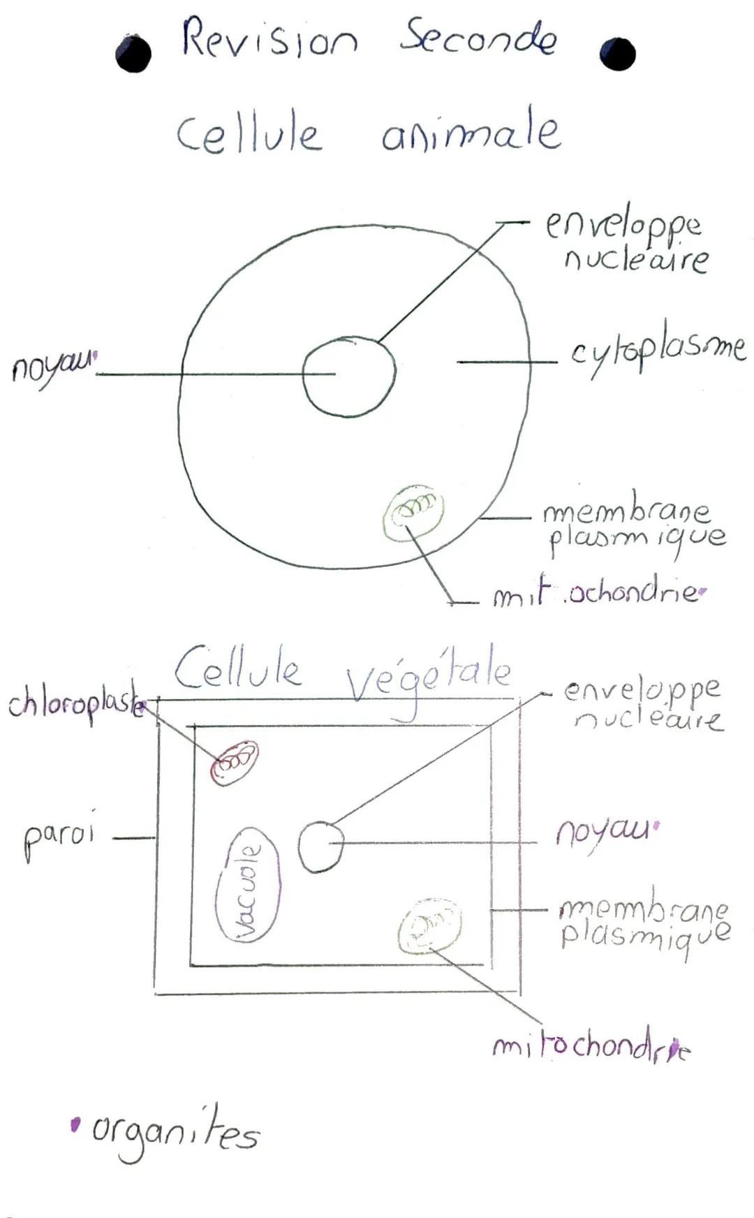 noyou"
Revision Seconde
Cellule animale
chloroplastet
paroi
(vacuole)
enveloppe
nucléaire
• organites
cytoplasme
Cellule végétale enveloppe