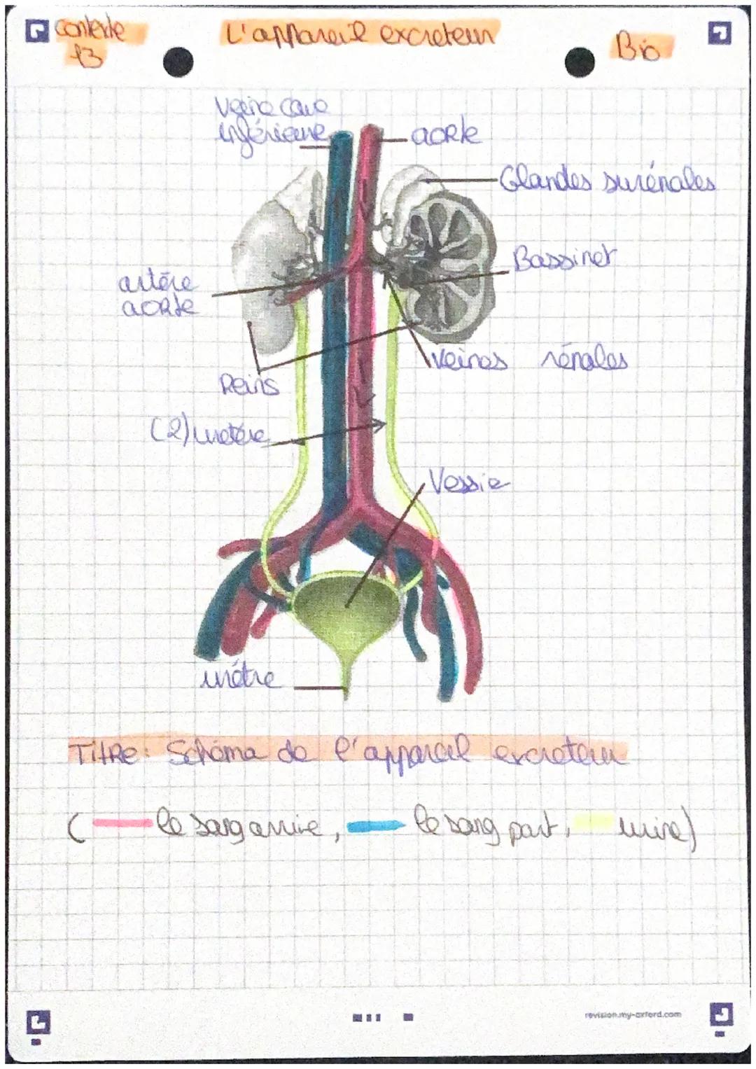 Contende
artère
aorte
L'appareil excreteen
Veno cave
infericine
Reins
(2) wetere
unétre
aorle
H11
1
Во
-Glandes surenales
•Vessie
Bassiner
W