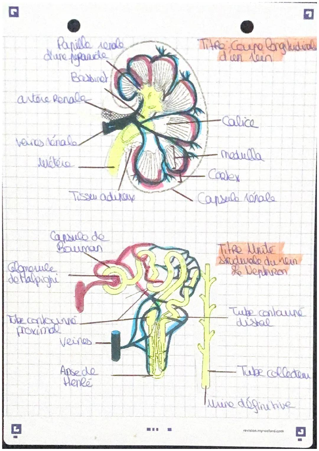 Contende
artère
aorte
L'appareil excreteen
Veno cave
infericine
Reins
(2) wetere
unétre
aorle
H11
1
Во
-Glandes surenales
•Vessie
Bassiner
W