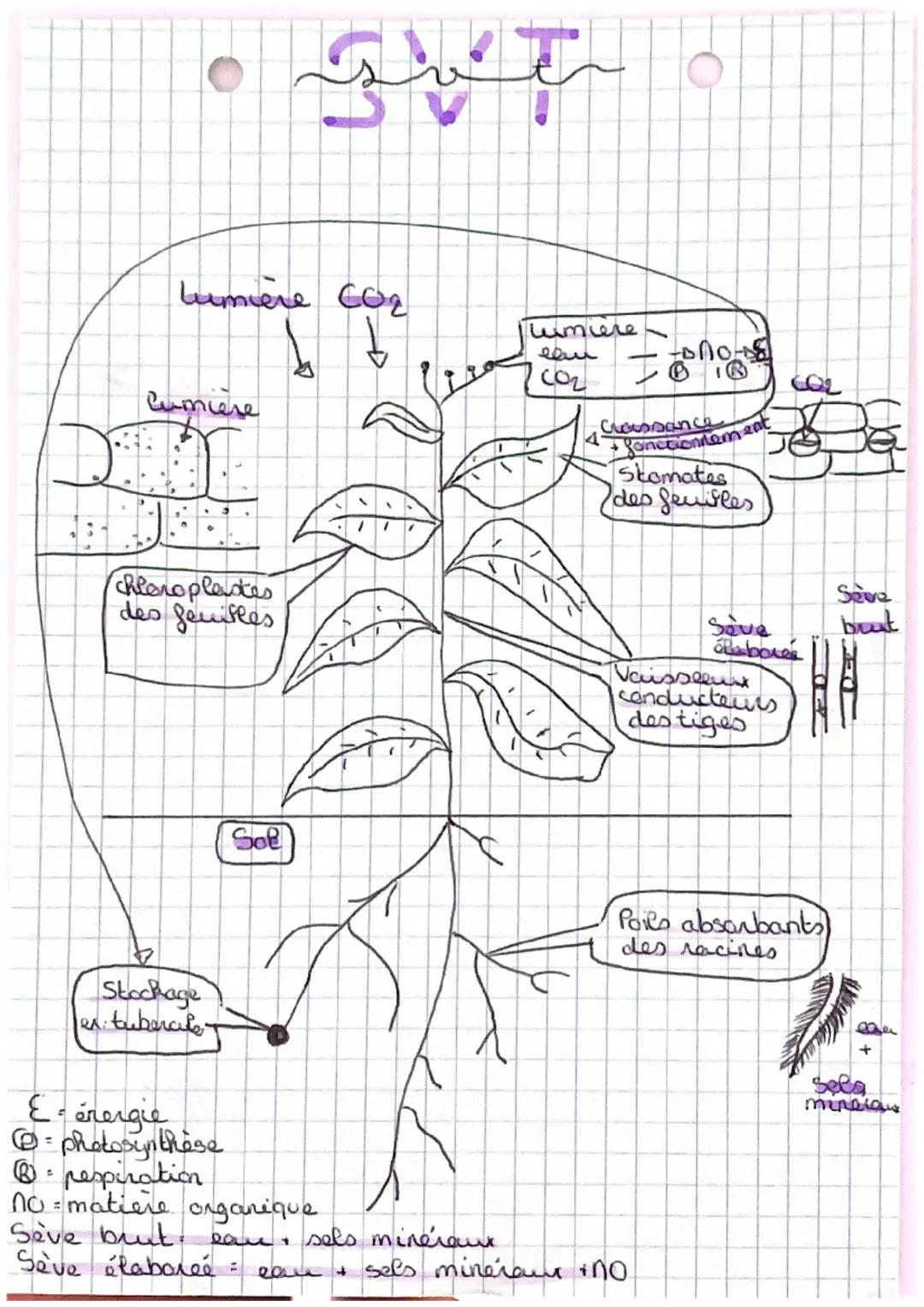 Lumière CO2
Lumiere
CO2
Cumiere
4
COL
Crossance
Stomates
des feuilles
Ronctionnement
chloroplastes
des feuilles
Seve
Save
brut
labor