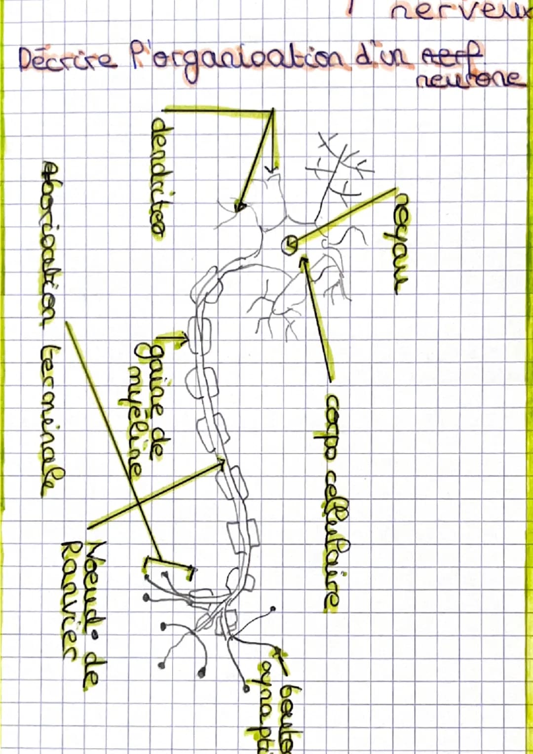### DLT
système nerveux
Comparer ocanographie et radio-
graphie.
| radiographie | scamographie |
| ----------- | ----------- |
| rayon x |