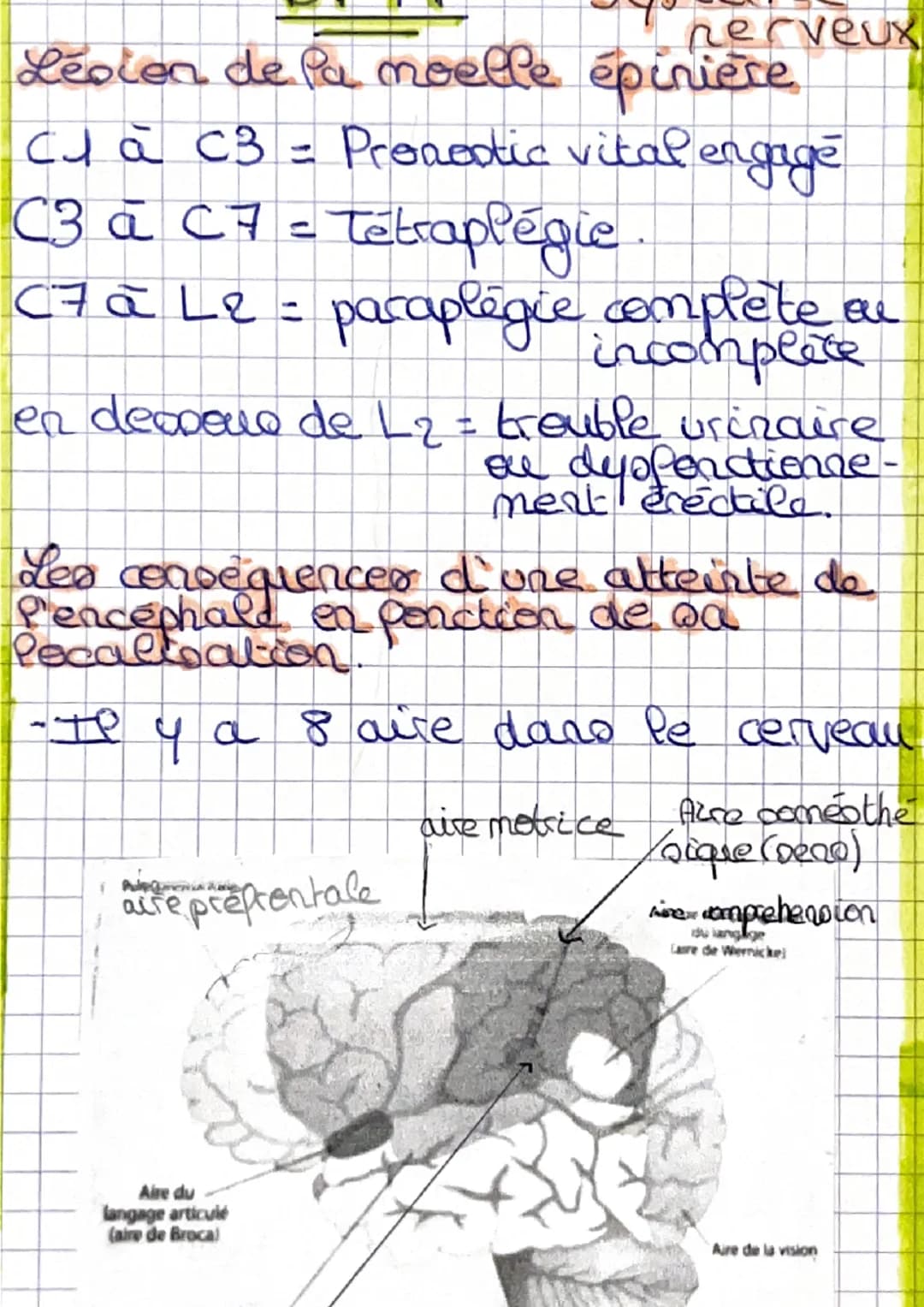 ### DLT
système nerveux
Comparer ocanographie et radio-
graphie.
| radiographie | scamographie |
| ----------- | ----------- |
| rayon x |