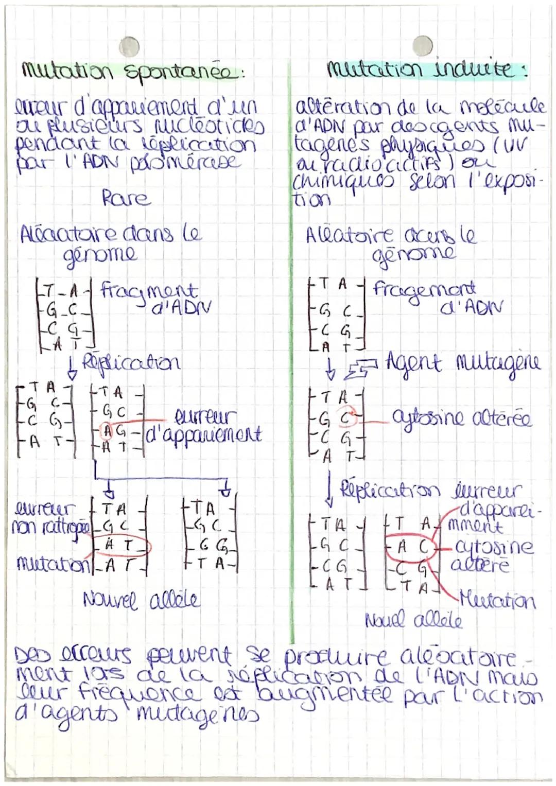 # SUT chapitre 2
LA REPLICATION DE L'ADN, LES MUTATIONS
ETLA VARIABILITE GENETIQUE
Chaque chromatide cot constituce d'une longue
melecule