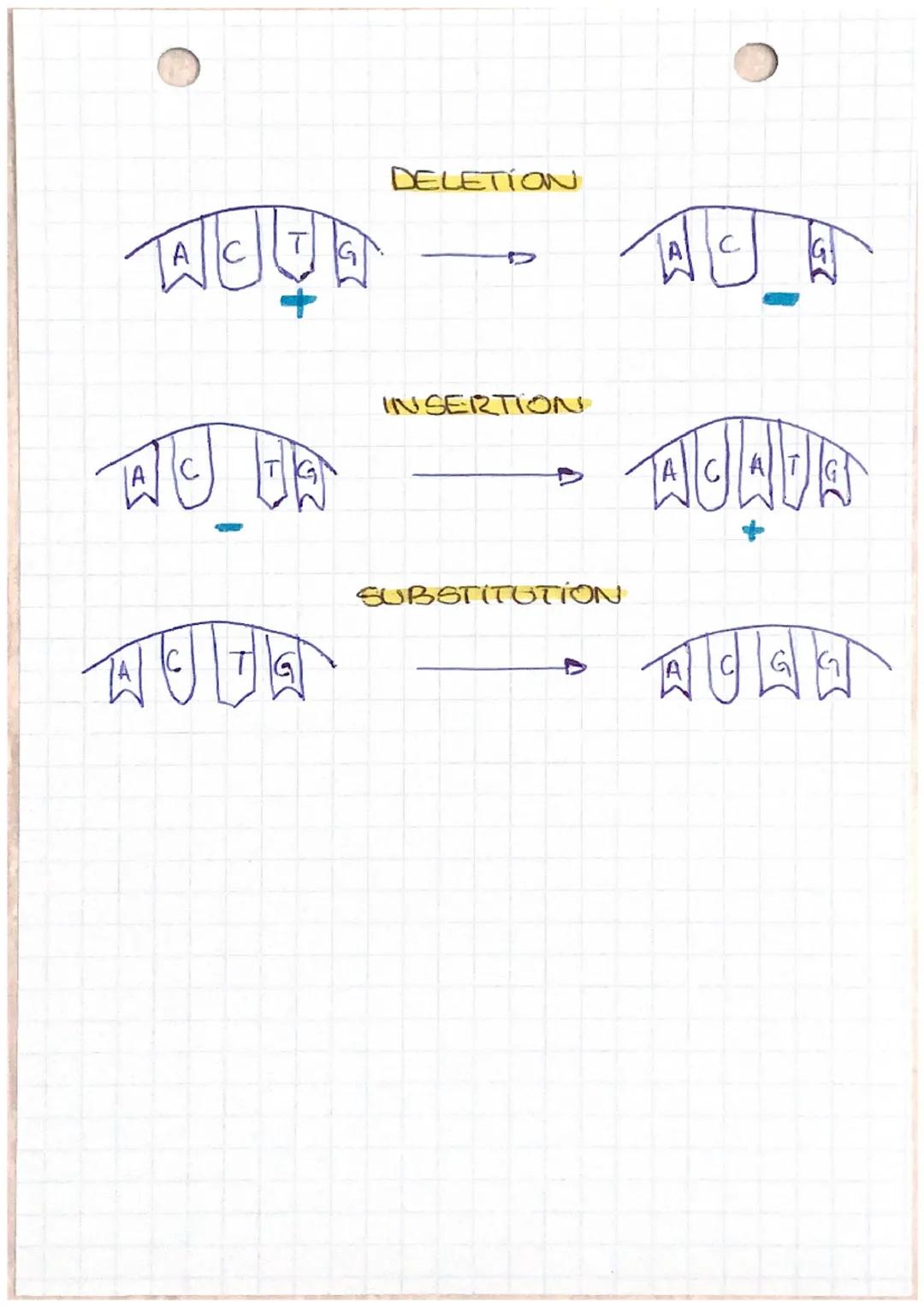 # SUT chapitre 2
LA REPLICATION DE L'ADN, LES MUTATIONS
ETLA VARIABILITE GENETIQUE
Chaque chromatide cot constituce d'une longue
melecule