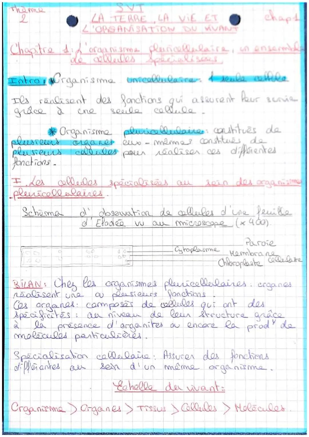 L’organisme pluricellulaire un ensemble de cellules spécialisées