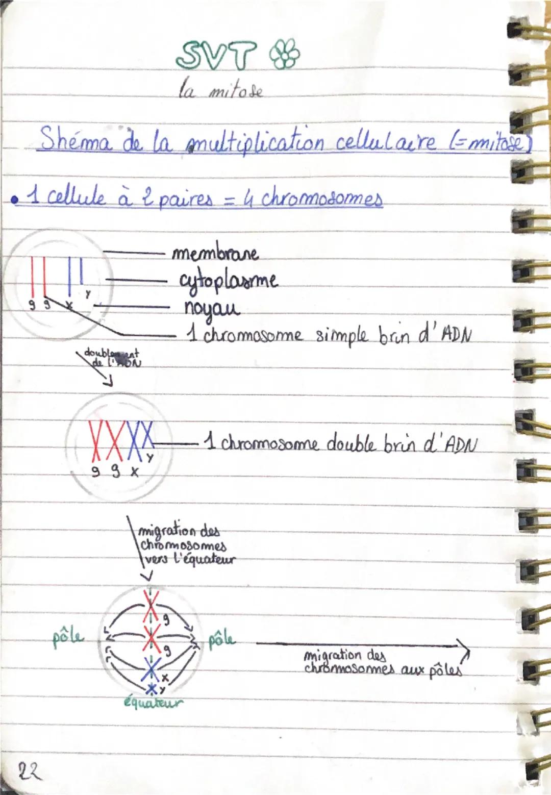 SVT &
la mitose
Shéma de la multiplication cellulaire (= mitose)
• 1 cellule à 2 paires = 4 chromosomes
99
membrane
cytoplasme
noyau
1 chrom