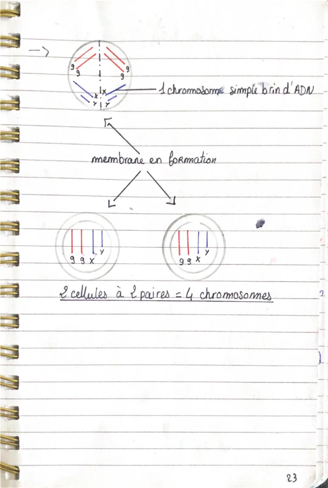 SVT &
la mitose
Shéma de la multiplication cellulaire (= mitose)
• 1 cellule à 2 paires = 4 chromosomes
99
membrane
cytoplasme
noyau
1 chrom