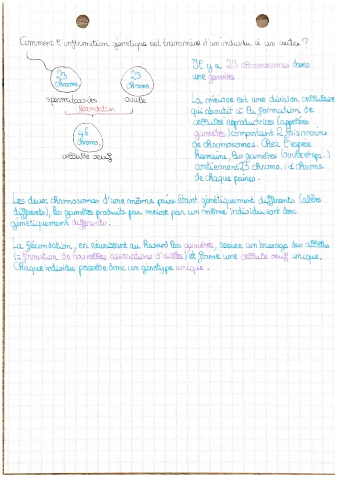•SKI
La transmition de
l'information génetique
Dans toute les cellules d'un meme
d'individu il y a le même nombre de
chromosomes dans toute