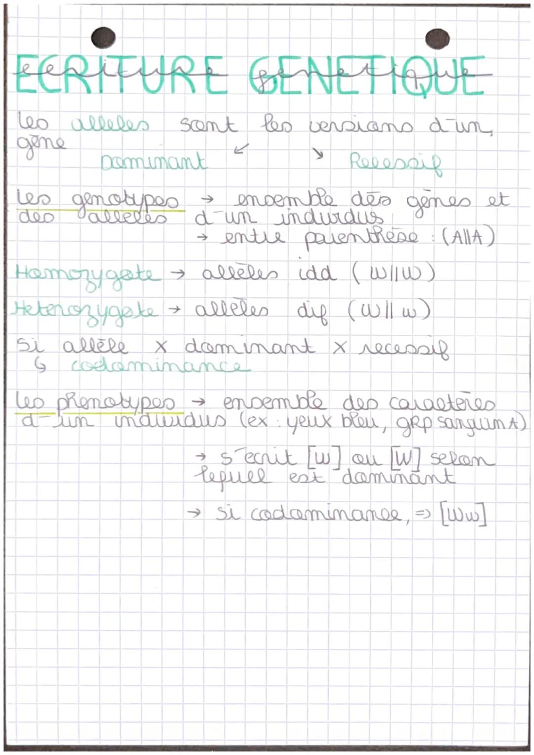 Chap 7
+- RAPPEL
ORIGINE GENOTYPE
MITOSE
X
E
P
M
H
T
Cellules Somatiques
1 division Cellulaire
(4 itapes prophase, retaphase
interphase, tel