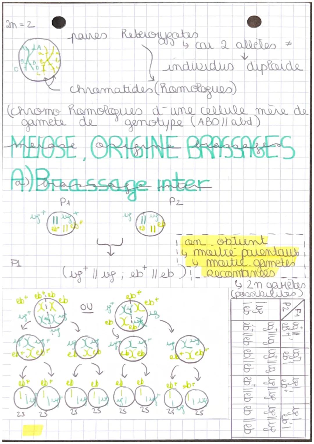 Chap 7
+- RAPPEL
ORIGINE GENOTYPE
MITOSE
X
E
P
M
H
T
Cellules Somatiques
1 division Cellulaire
(4 itapes prophase, retaphase
interphase, tel