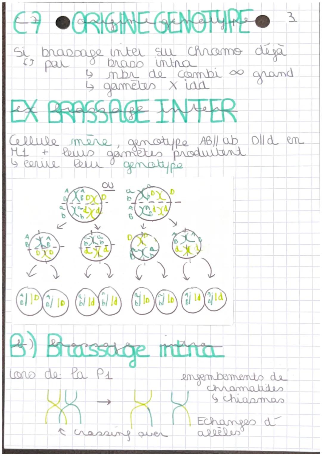 Chap 7
+- RAPPEL
ORIGINE GENOTYPE
MITOSE
X
E
P
M
H
T
Cellules Somatiques
1 division Cellulaire
(4 itapes prophase, retaphase
interphase, tel