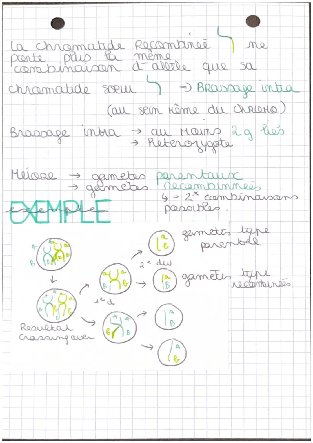 Chap 7
+- RAPPEL
ORIGINE GENOTYPE
MITOSE
X
E
P
M
H
T
Cellules Somatiques
1 division Cellulaire
(4 itapes prophase, retaphase
interphase, tel